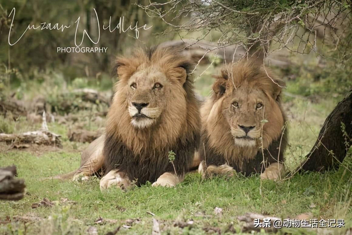 森林狼击败雄狮，保持不败记录